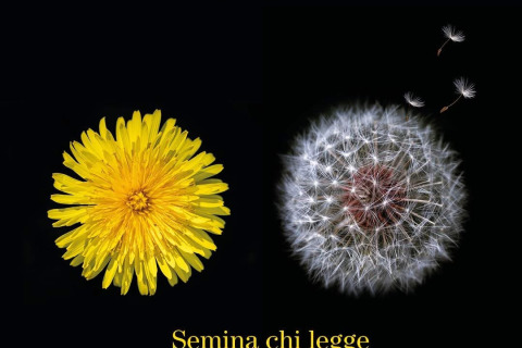 Immagine con scritto "pordenonelegge Festa del libro e della libertà 16-20 settembre 2026 - Semina chi legge" con rappresentati due fiori di tarassaco, uno con i petali gialli sbocciati e l'altro trasformato in soffione con alcune parti in volo